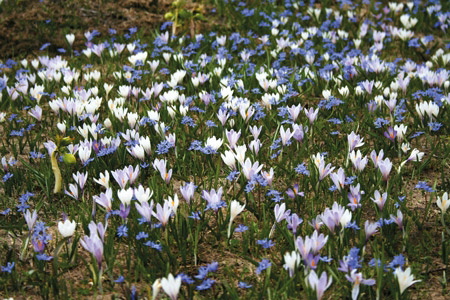 Alpine Flowers | Pocket Field Guide to 230 Species | Cicerone Press