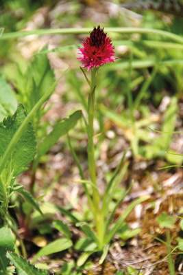 Alpine Flowers | Pocket Field Guide to 230 Species | Cicerone Press