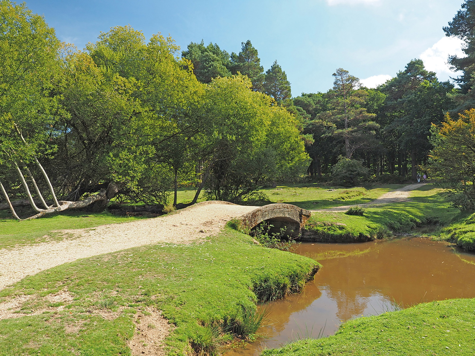 Walking in the New Forest | Cicerone Guidebook | Cicerone Press