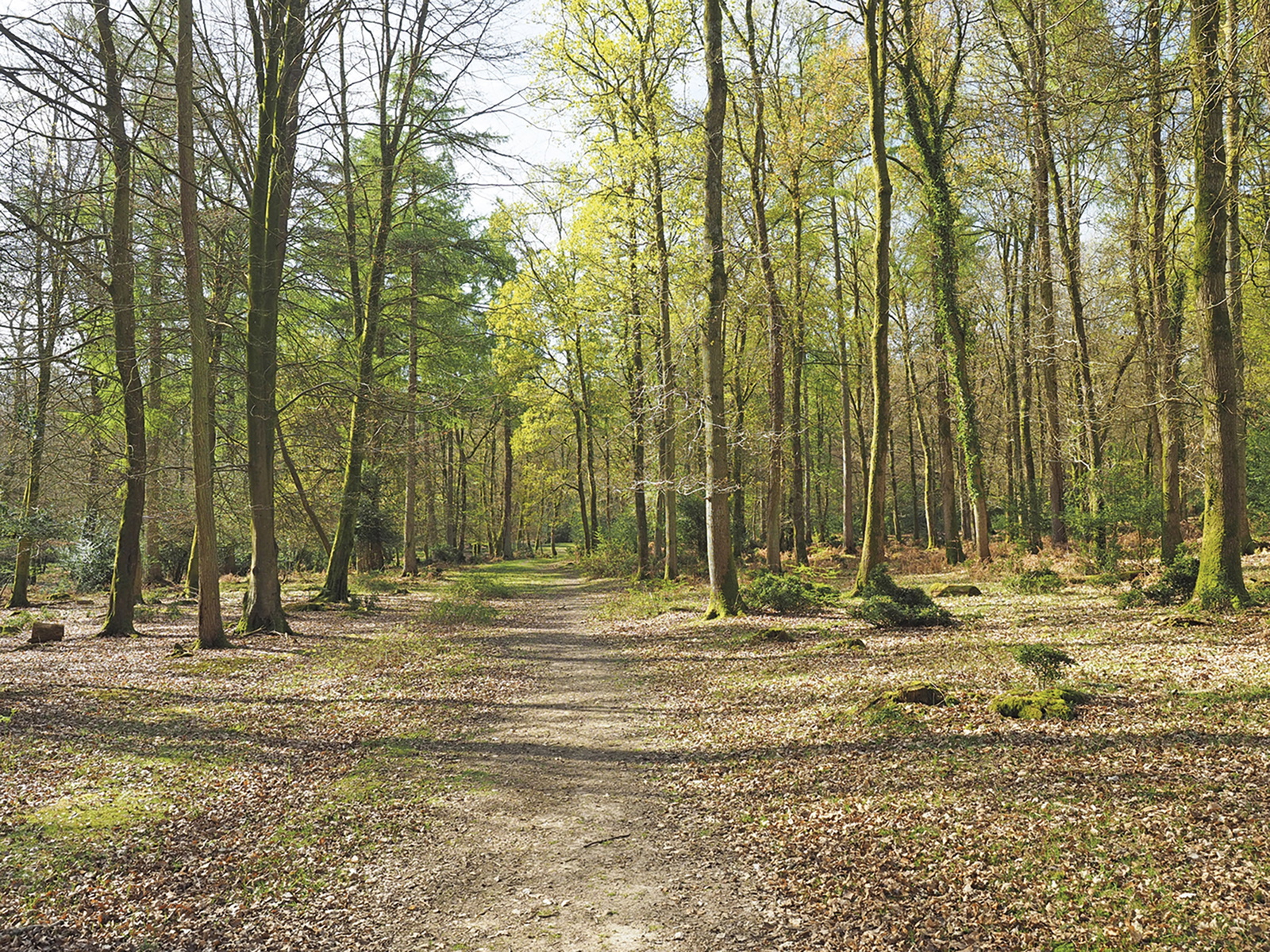 Walking in the New Forest | Cicerone Guidebook | Cicerone Press