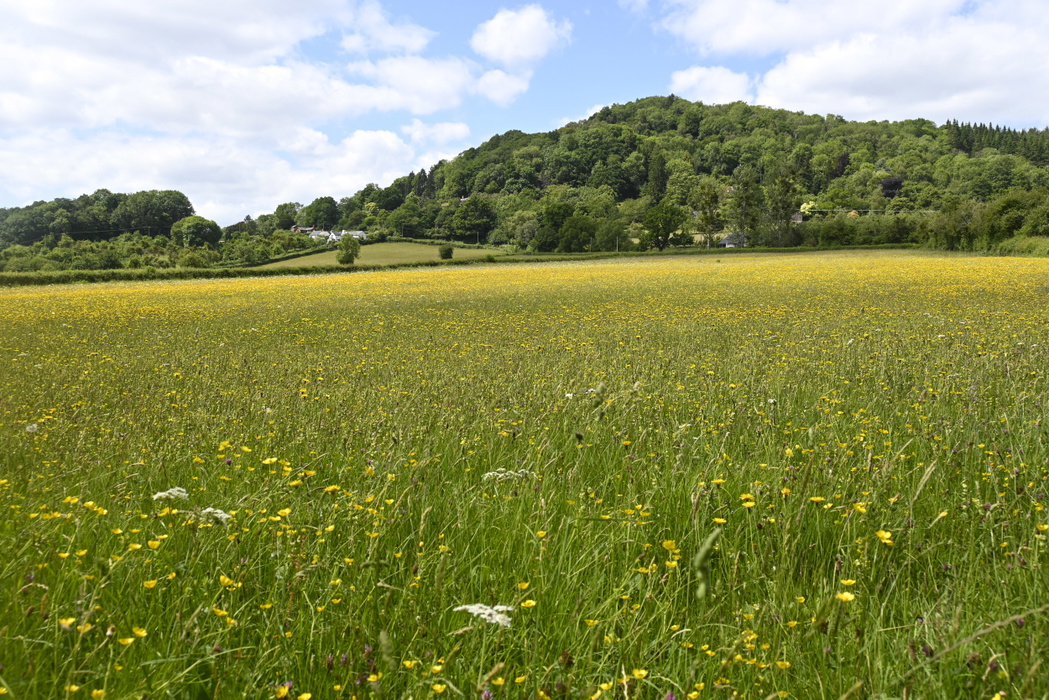 Wildflower meadows below Backbury Hill