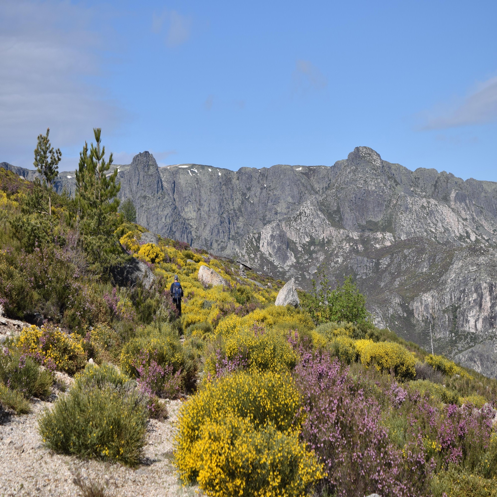 Walking Among A Plethora Of Flowers Towards The Summit Of Poios Brancos Serra Da Estrela