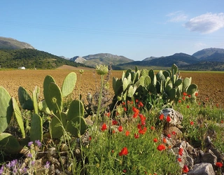 The fertile plain between La Sierra de las Nieves and Ronda (Day 12)