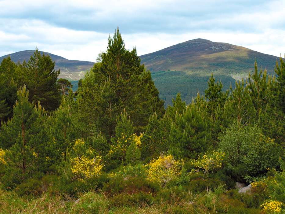 Meall a’Bhuachaille