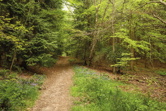There is dense vegetation along most of the walk