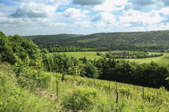 The Denbies estate buildings are surrounded by rows of grapevines
