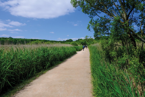 Causeway across Leighton Moss