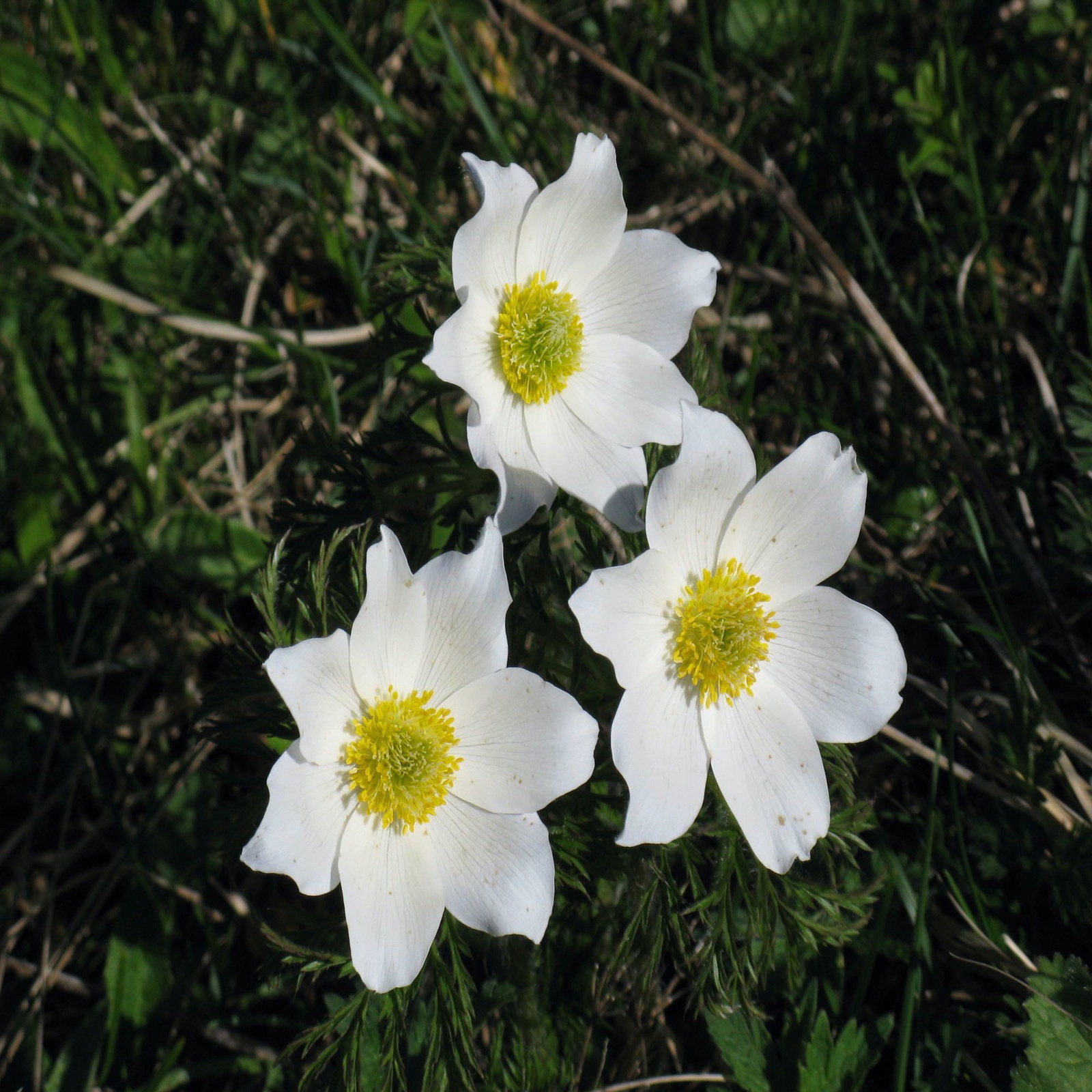 Pulsatilla anemones