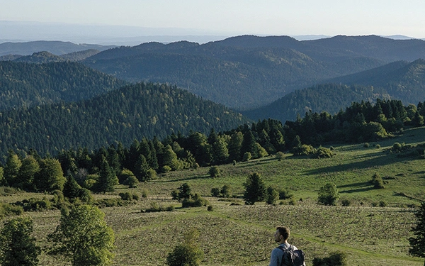 Article Header Image