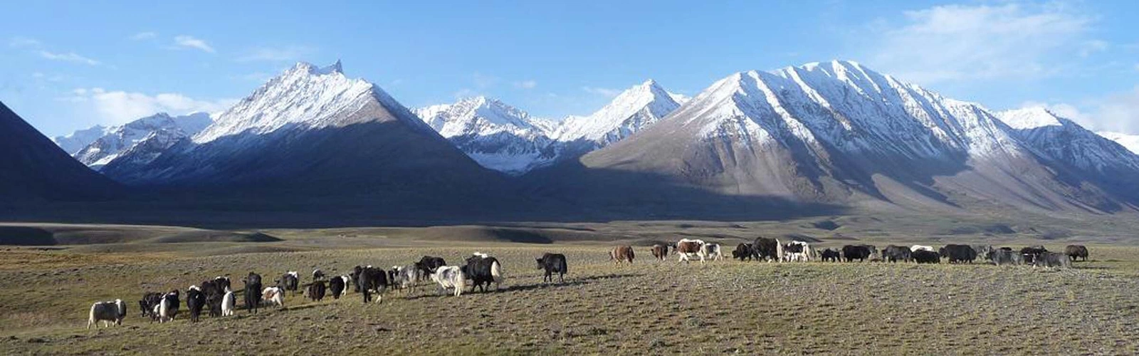 https://images.cicerone.co.uk/craft-assets/articles/211553/Yaks-line-up-in-Tajikistan.jpg?crop=2400%2C750%2C0%2C0&format=webp&height=500&quality=95&width=1600