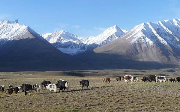 Yaks line up in Tajikistan
