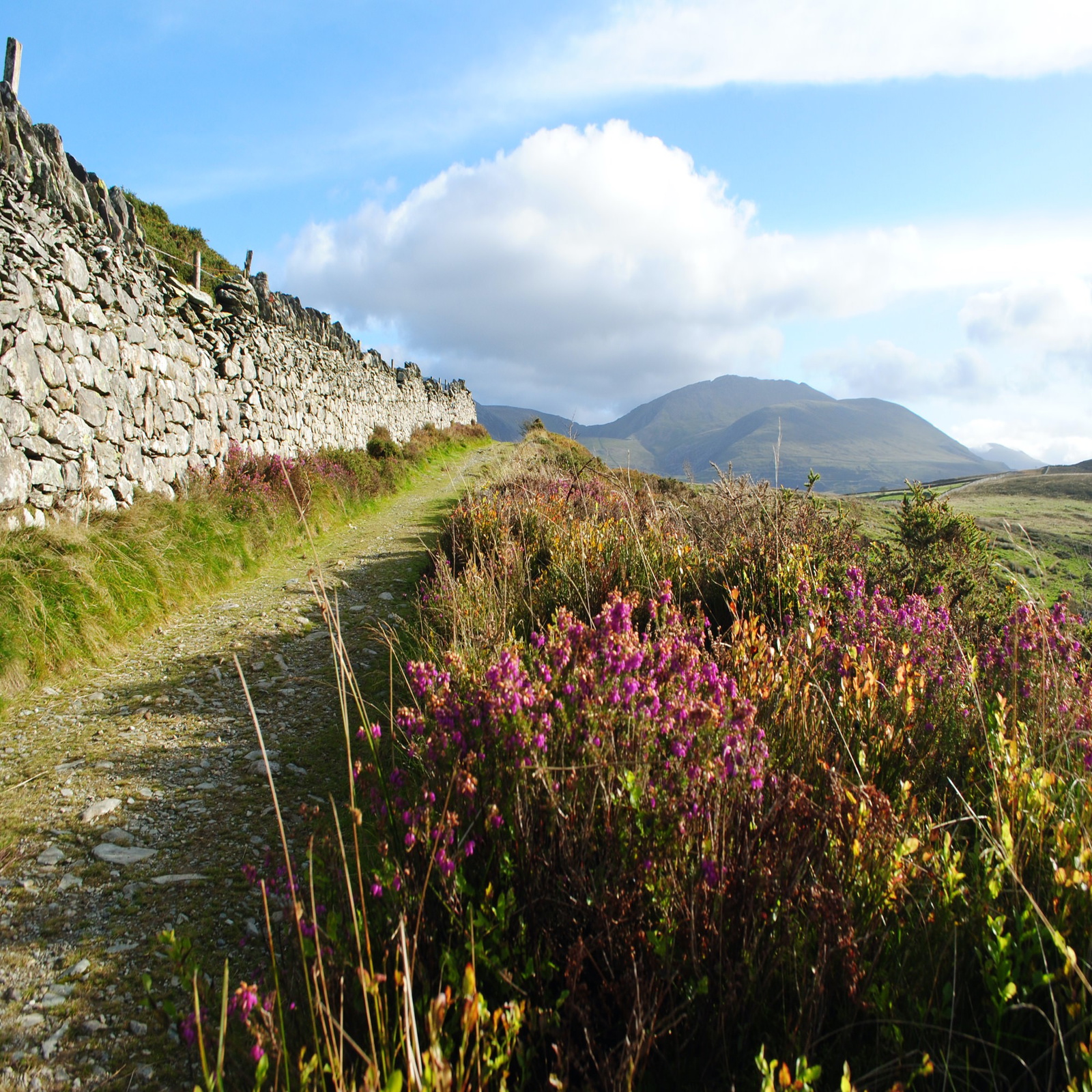 Blooming Heather In Moel Y Ci With The Glyderau Rising In The Distance