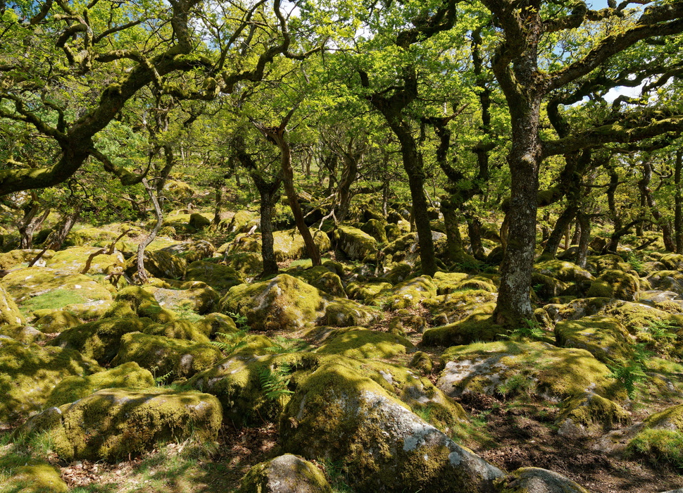 ​​​​​​​The lichen- and moss-covered oak trees and boulders at Black-a-Tor Copse