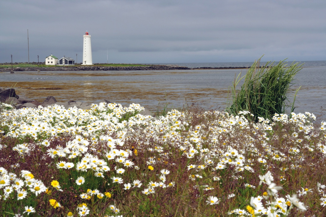 The flowery end of the Seltjarnarnes peninsula, looking to the little island of Grótta