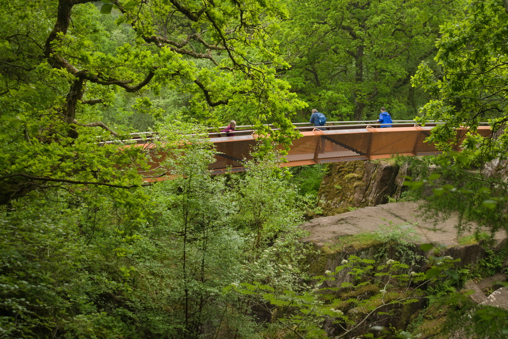 Bracklinn Bridge surrounded by ​​​​​​​mature oak trees