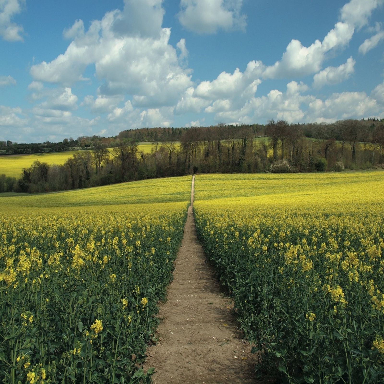 From Nuffield the Ridgeway heads across open fields (photo: Steve Davison)