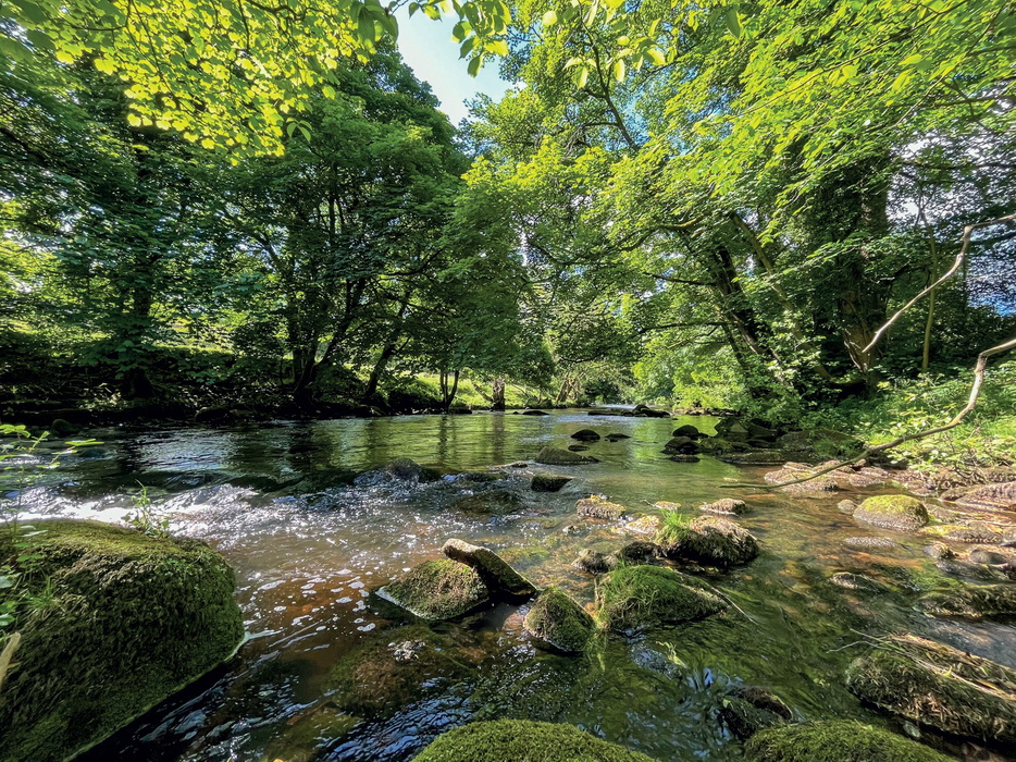 Tree lined River Derwent