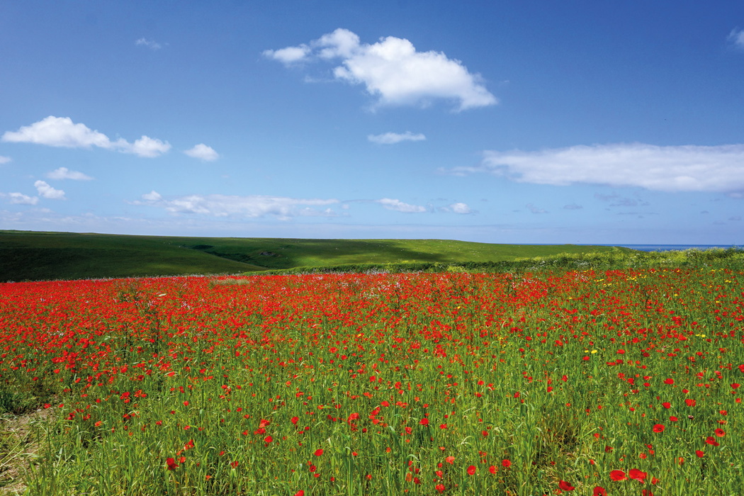 Poppy Fields