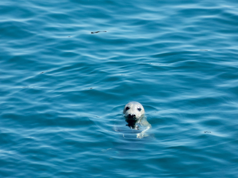 Seals at Start Point