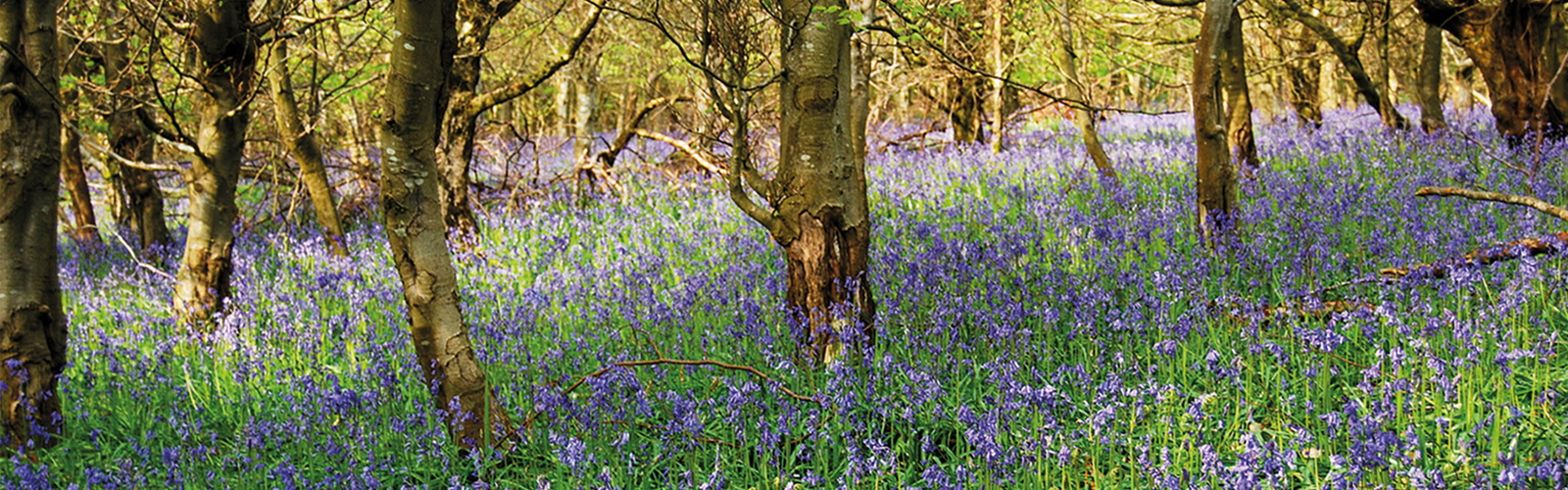 Bluebells