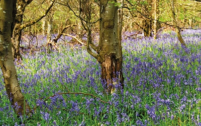 Bluebells