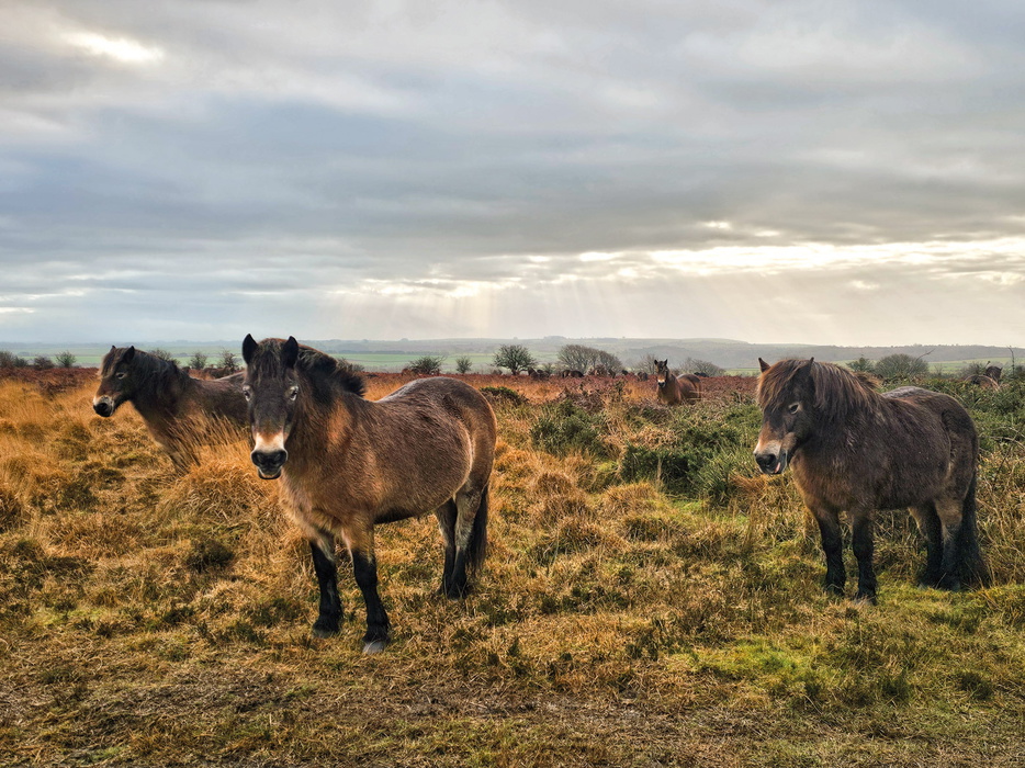Exmoor Ponies