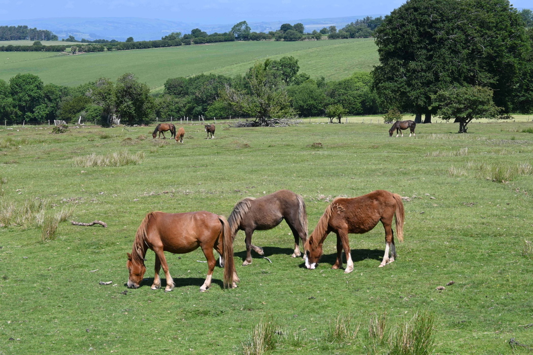 Black Mountains
