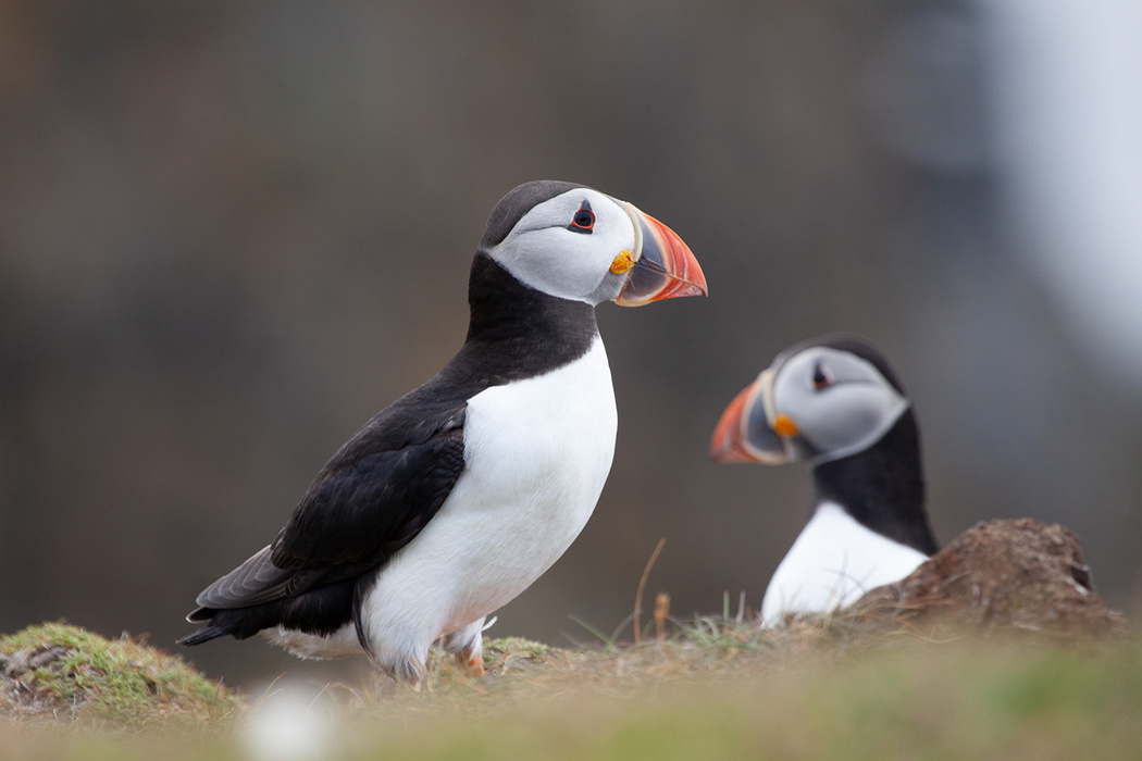 Puffins at Sumburgh Head