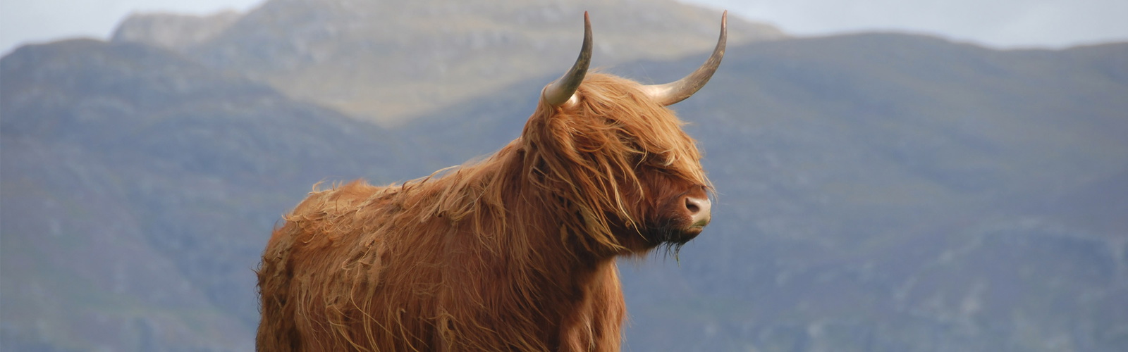 Highland Cow