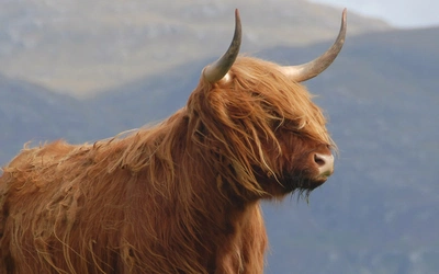 Highland Cow