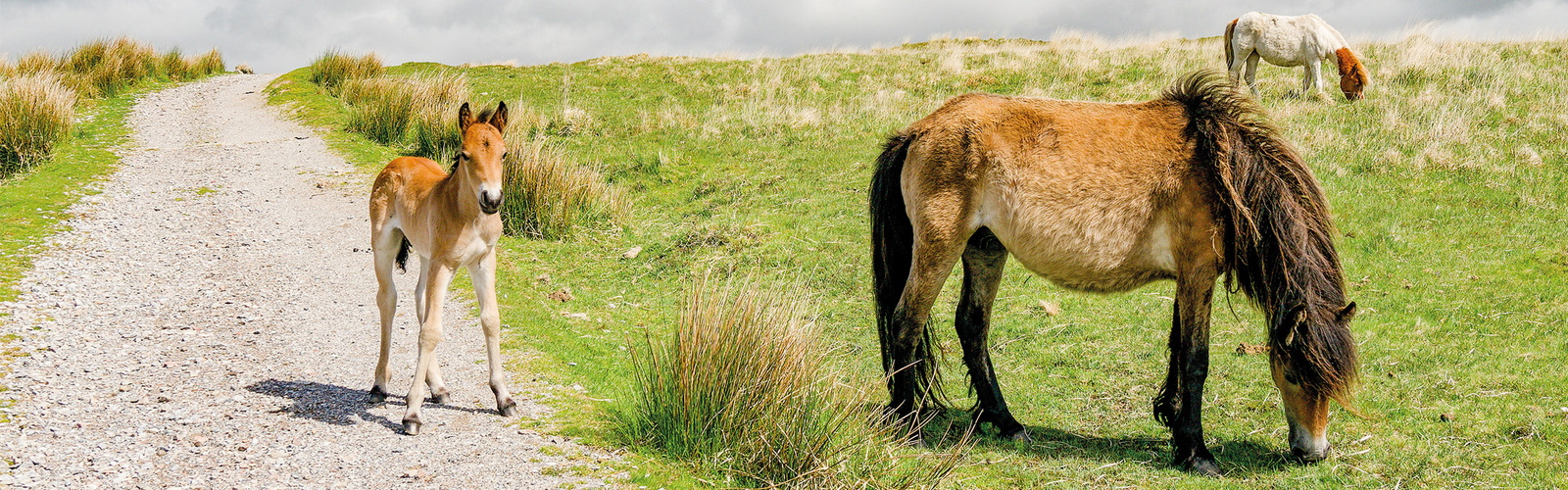 Dartmoor Ponies