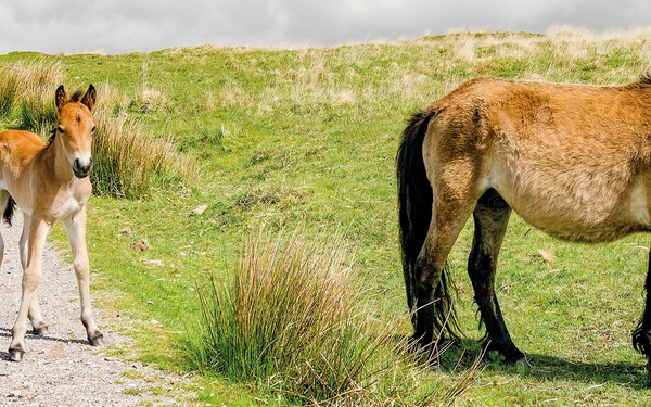 Dartmoor Ponies