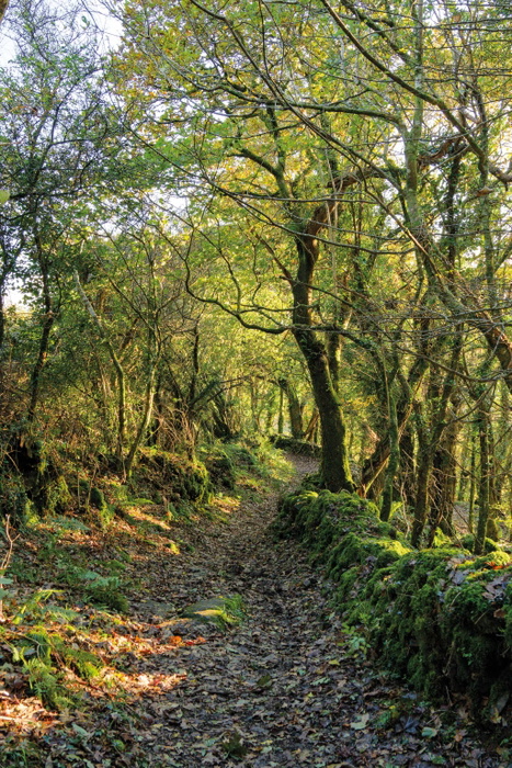 Overbrent Woods
