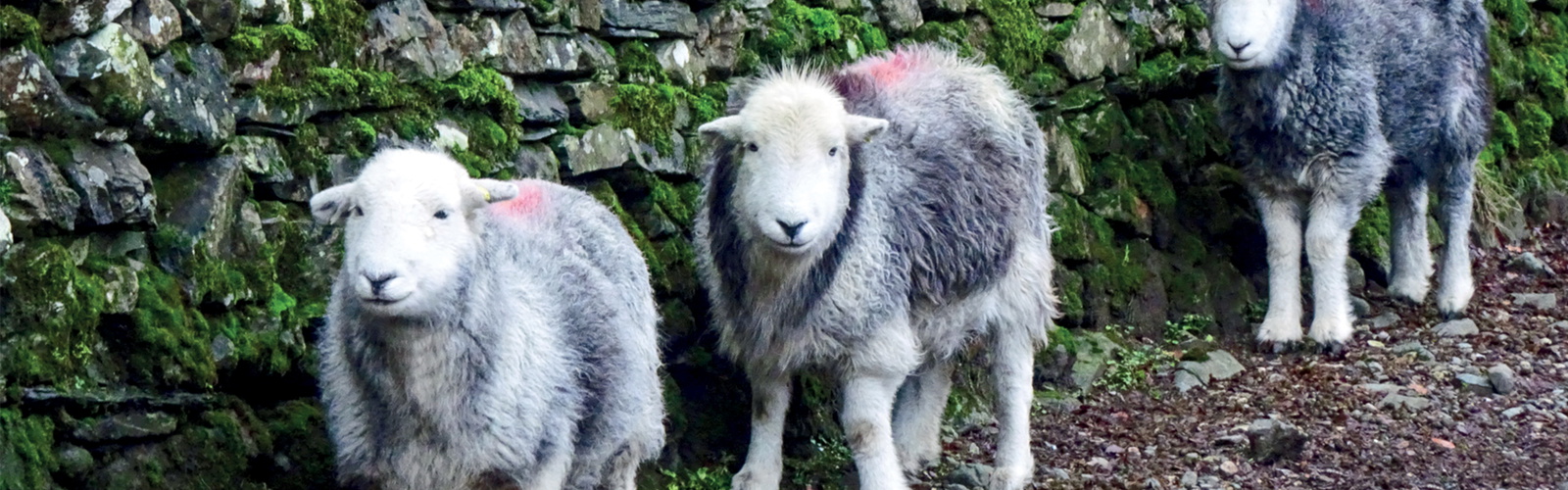 Herdwick Sheep