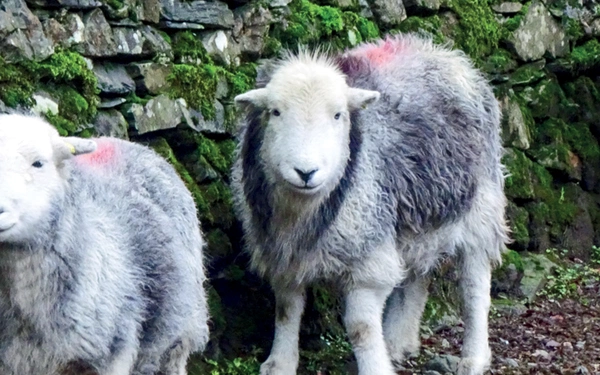 Herdwick Sheep