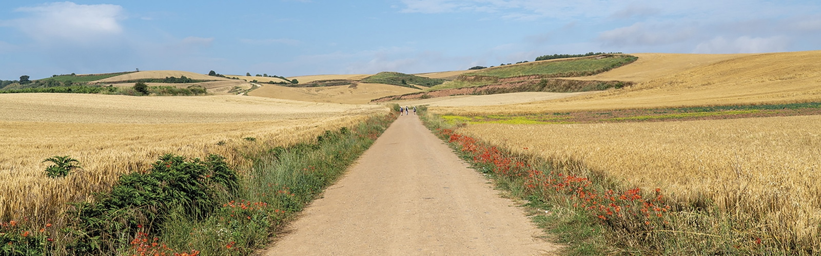 Poppies fill in the margins along farm roads in La Rioja Stage 9