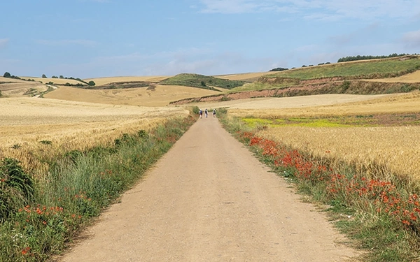 Poppies fill in the margins along farm roads in La Rioja Stage 9