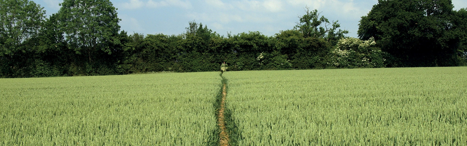Chiltern Hills