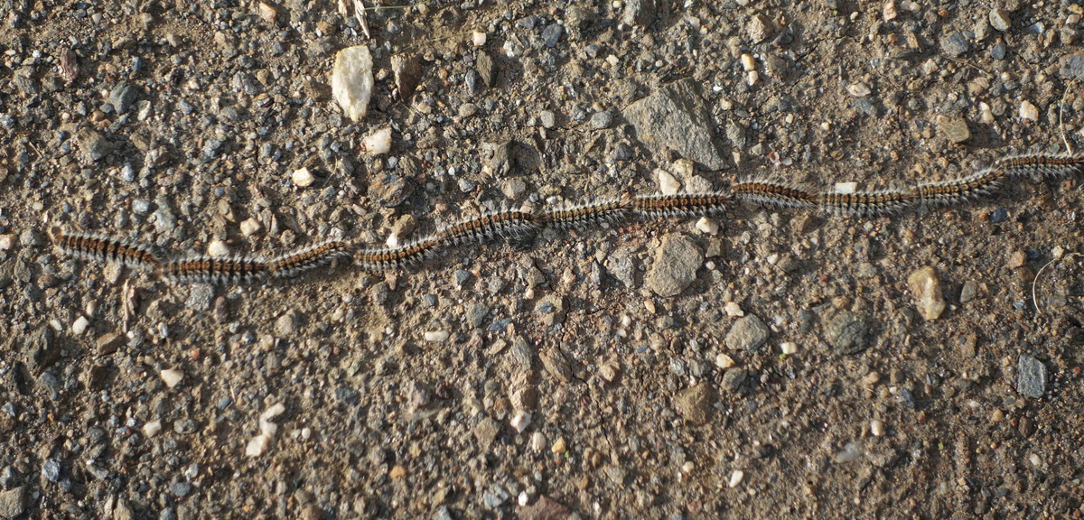 Caterpillars In Spain