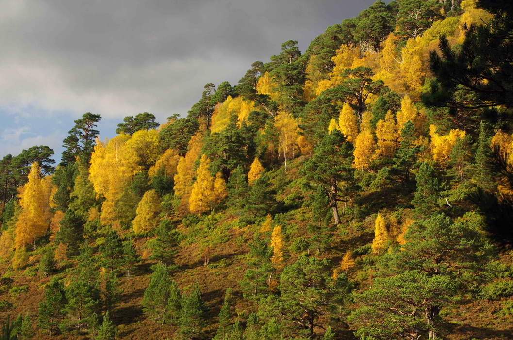 Forests Of The Cairngorms