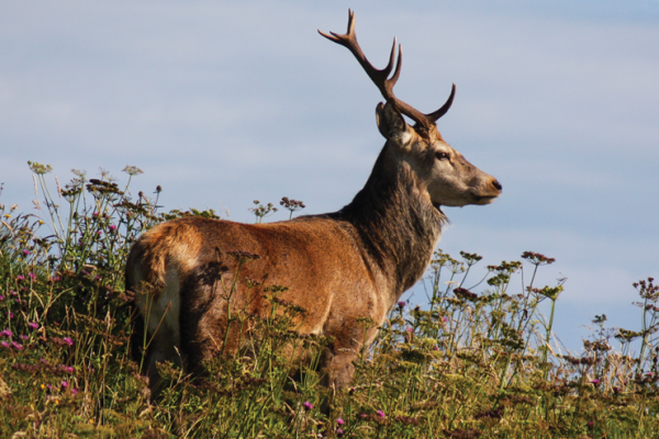 Red deer lake district