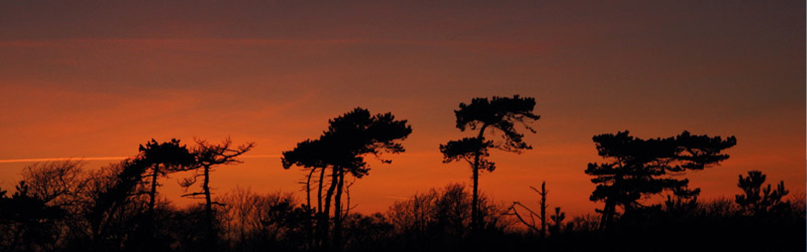 Scots pines at sunset at Bawdsey on the Suffolk Coast Path (SCP, Stage 8)