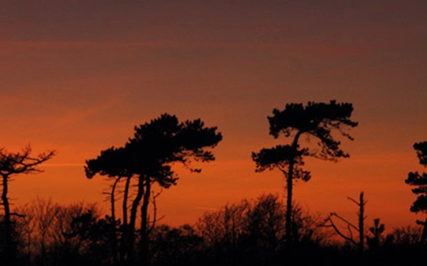Scots pines at sunset at Bawdsey on the Suffolk Coast Path (SCP, Stage 8)