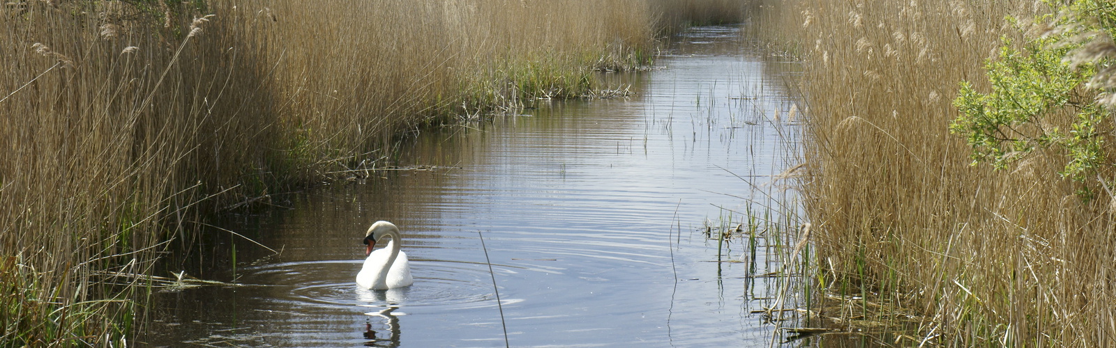 Stodmarsh Nature Reserve Makes For Interesting Walks Among The Reedbeds