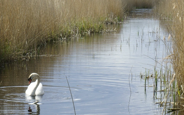 Stodmarsh Nature Reserve Makes For Interesting Walks Among The Reedbeds