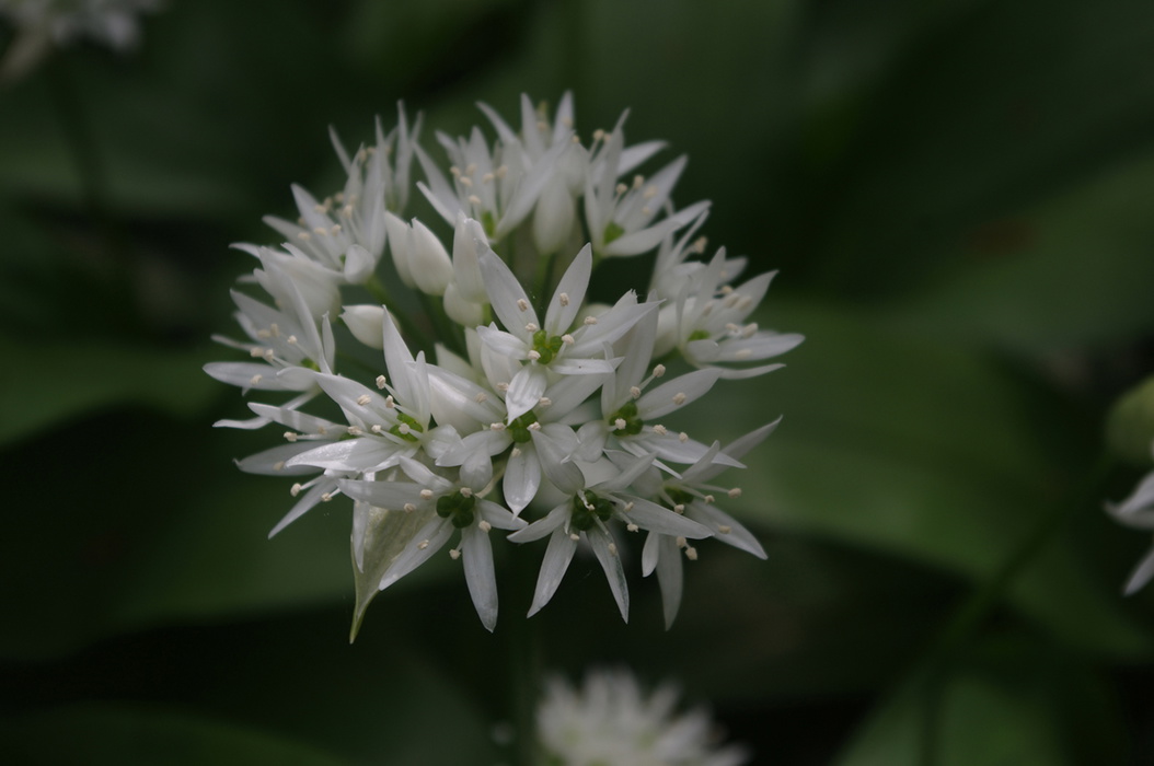 Wild Garlic Grows Plentifully By The Dollis Brook Around Finchley