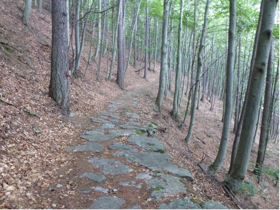 First class mule track through the forest above Susa day 32