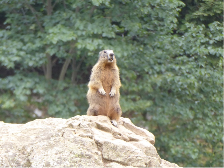 Marmot One of many I sighted although I usually heard their alarm calls long before I saw them