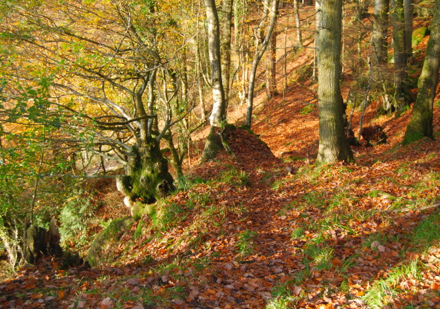 Forest of Dean